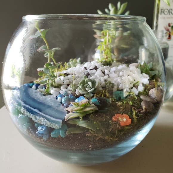 Terrarium kits - Picture 2 of 6